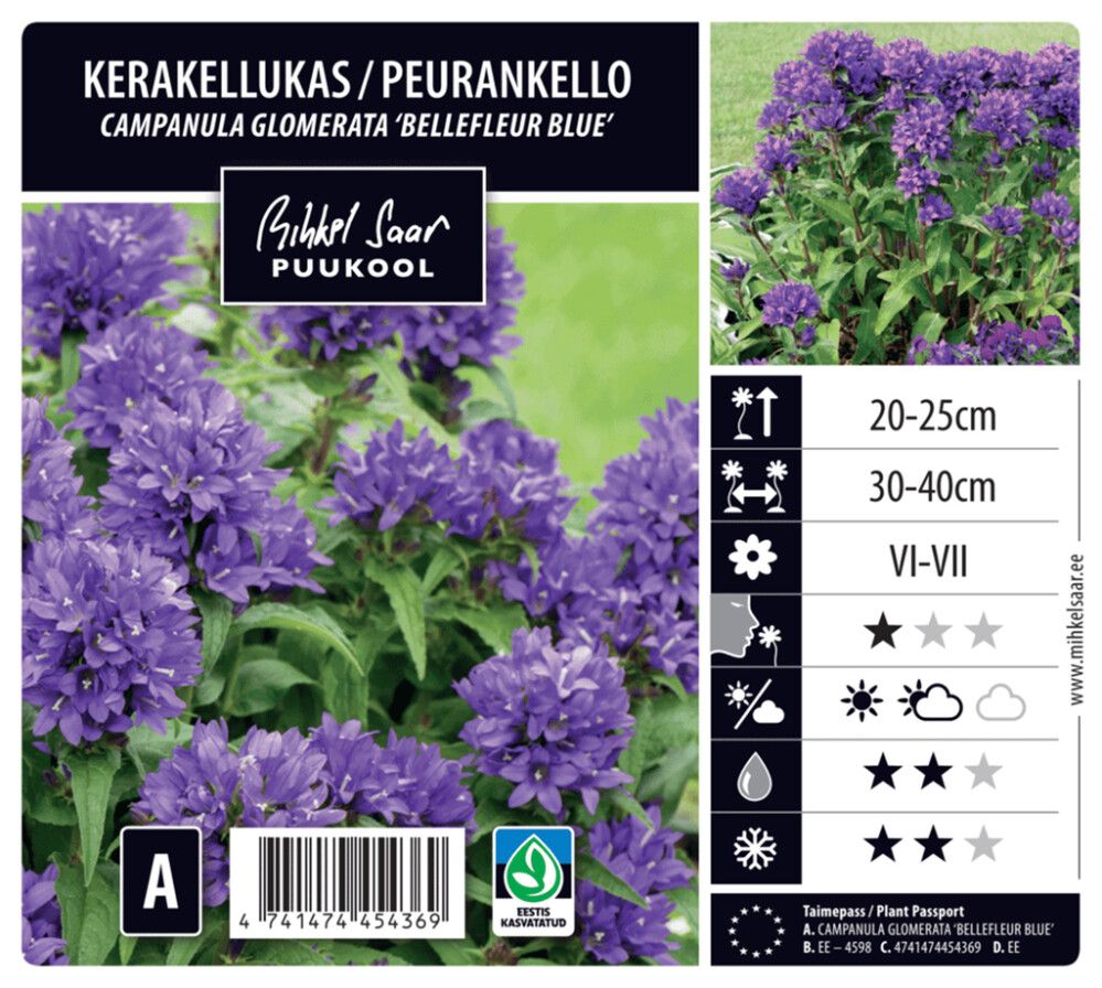 Peurankello Campanula glomerata Bellefleur Blue