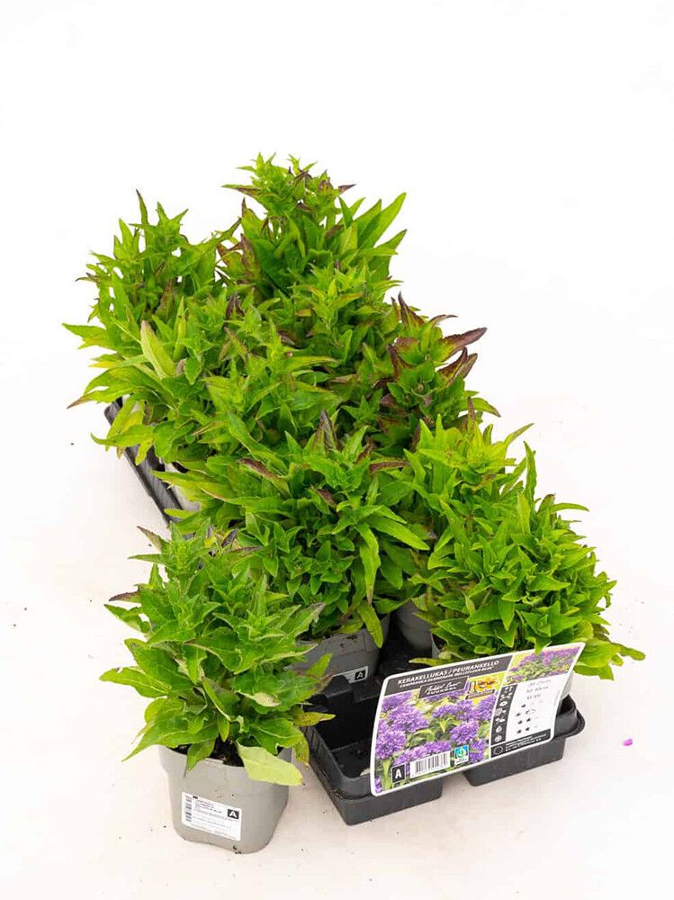 Peurankello Campanula glomerata Bellefleur Blue