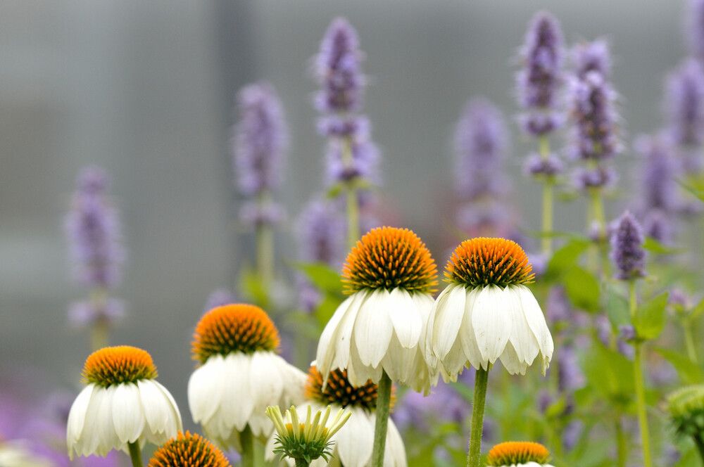 Tarhapunahattu Echinacea Purpurea Alba