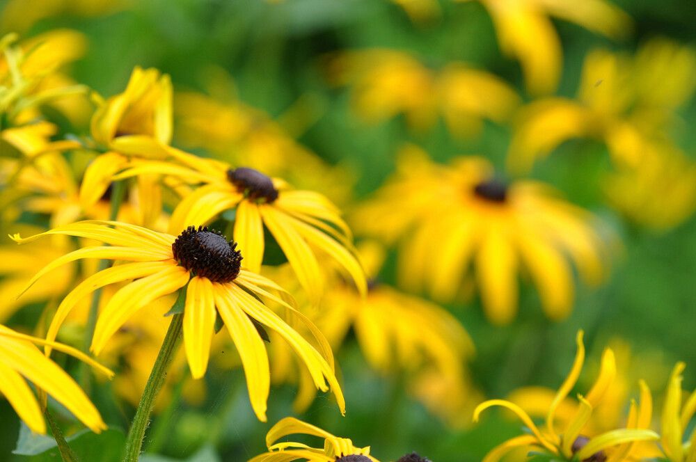 Loistopäivänhattu Mihkel Saar Puukool Goldsturm