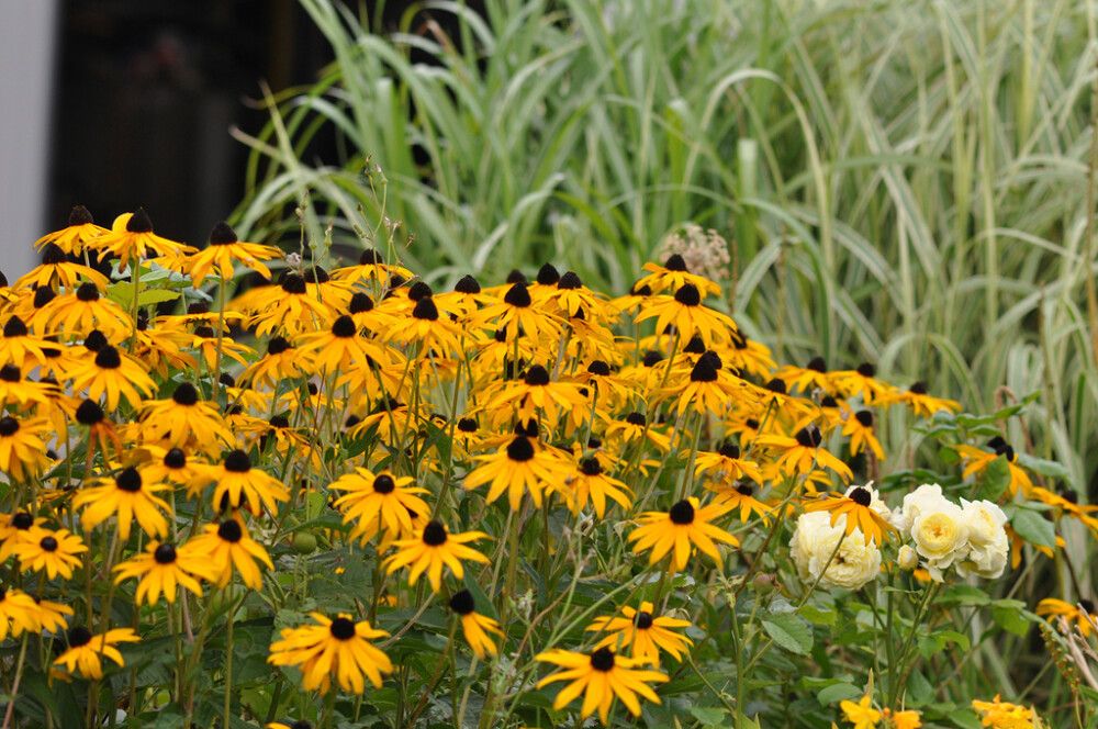 Loistopäivänhattu Mihkel Saar Puukool Goldsturm
