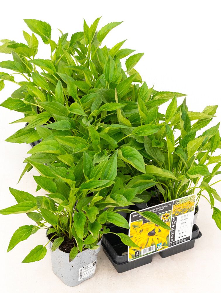 Loistopäivänhattu Mihkel Saar Puukool Goldsturm