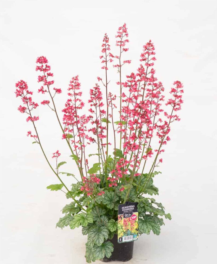 Keijunkukka Mihkel Saar Paris