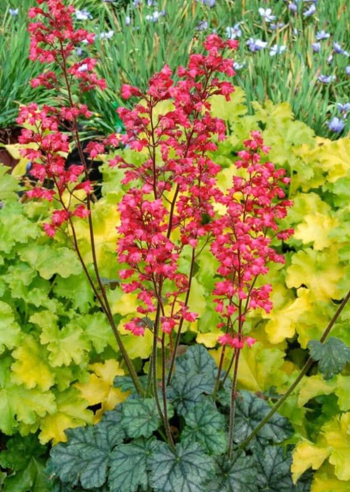 Keijunkukka Mihkel Saar Paris