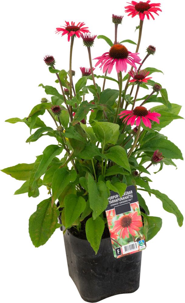 Tarhapunahattu Echinacea SunSeekers Hot Pink