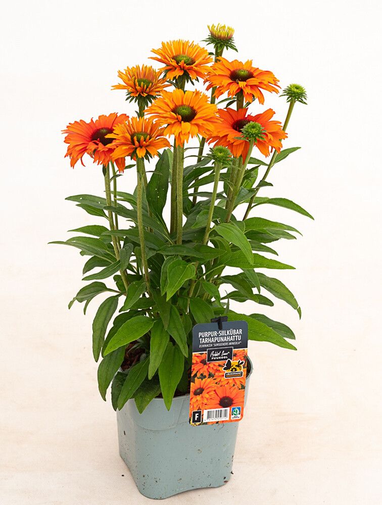 Tarhapunahattu Echinacea SunSeekers Mineola