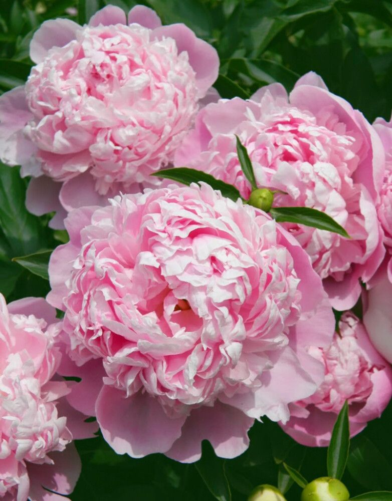 Jalopioni Sarah Bernhardt