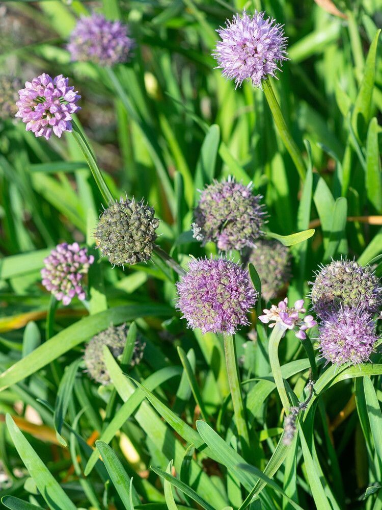 VAARINLAUKKA ALLIUM SENESCENS