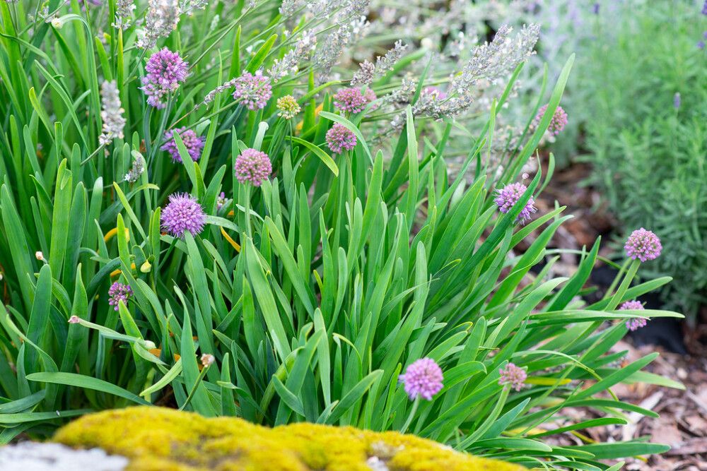 VAARINLAUKKA ALLIUM SENESCENS