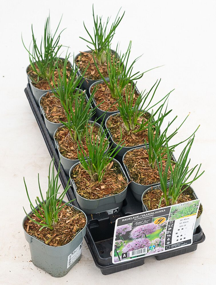 VAARINLAUKKA ALLIUM SENESCENS