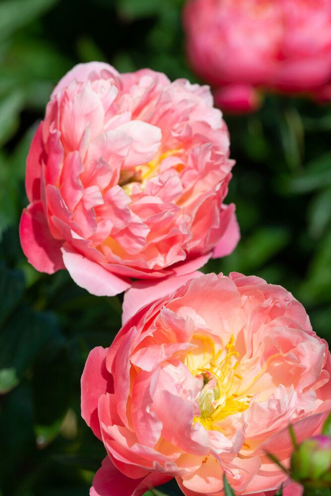 Jalopioni Paeonia Pink Hawaiian Coral