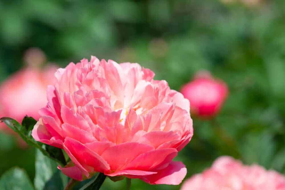 Jalopioni Paeonia Pink Hawaiian Coral
