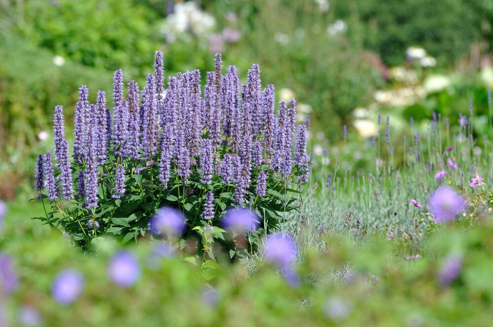 Iisoppi Agastache Blue Fortune