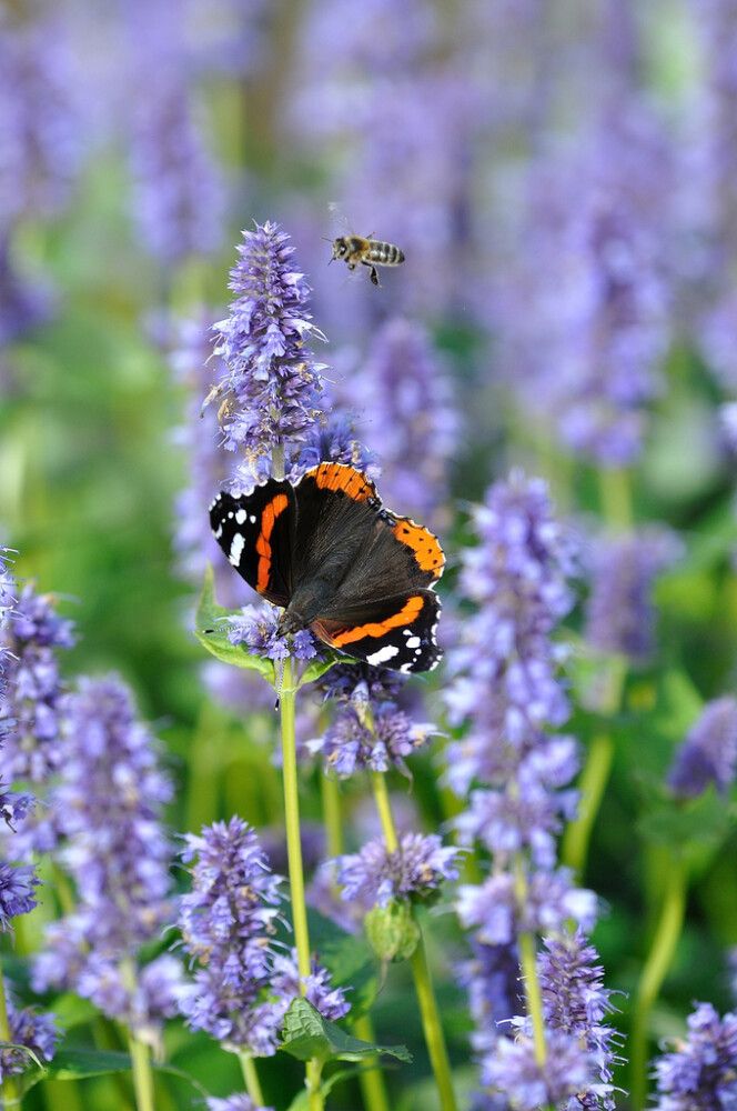 Iisoppi Agastache Blue Fortune