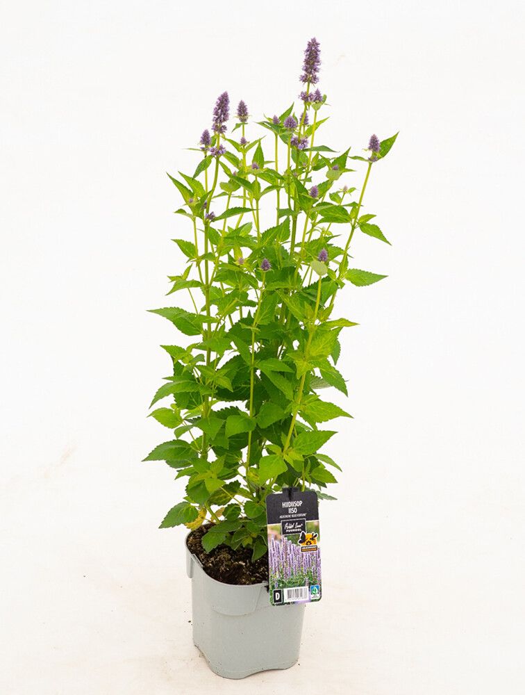 Iisoppi Agastache Blue Fortune