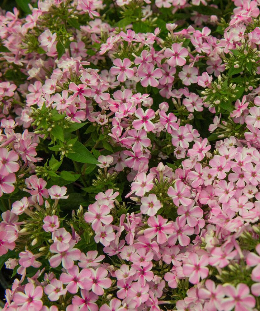 Syysleimu Phlox Paniculata Early Pink Candy