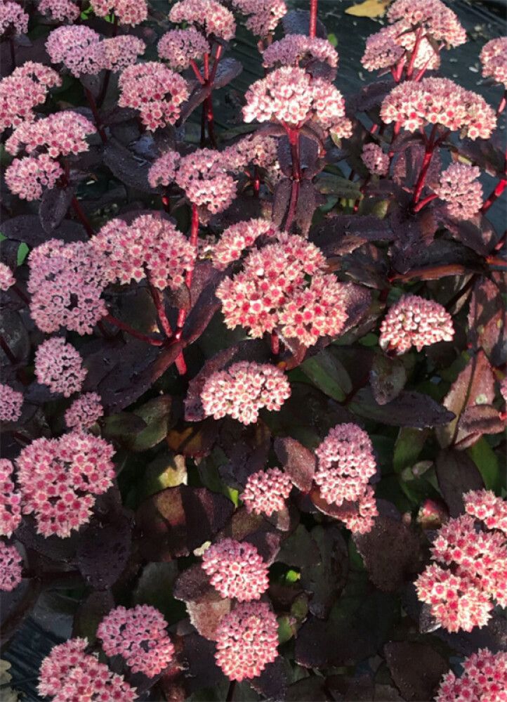 Maksaruoho Sedum Black Knight