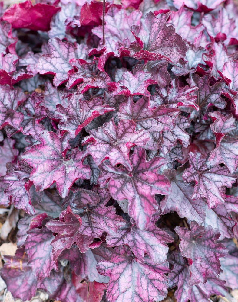 Keijunkukka Mihkel Saar Mulberry P15