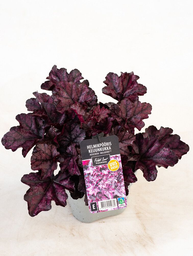 Keijunkukka Mihkel Saar Mulberry P15