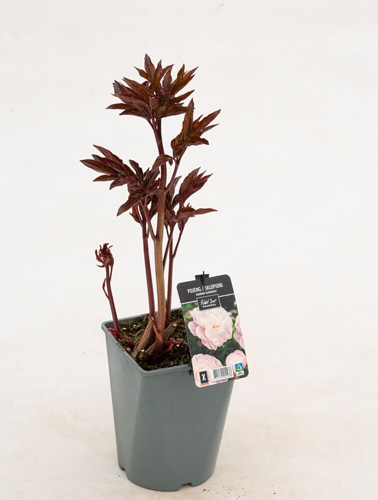 Jalopioni Paeonia Gardenia C4