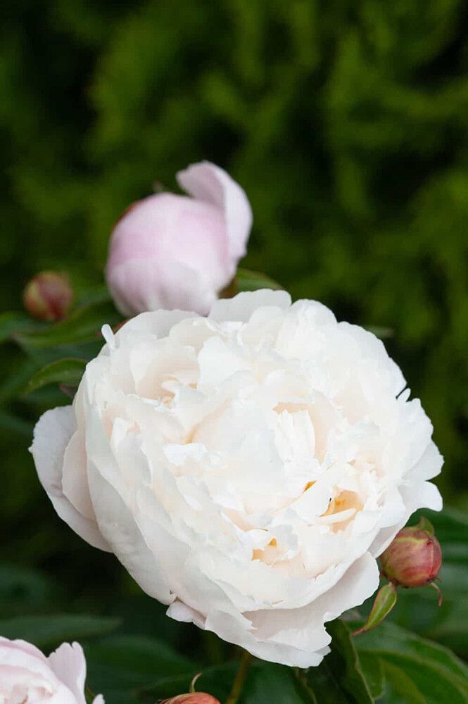 Jalopioni Paeonia Gardenia C4