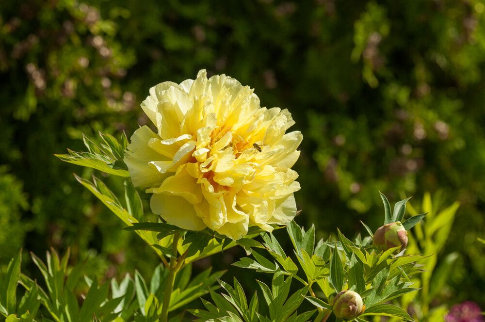 Pensaspioni Bartzella