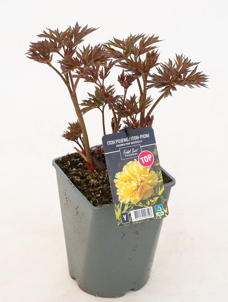 Pensaspioni Bartzella