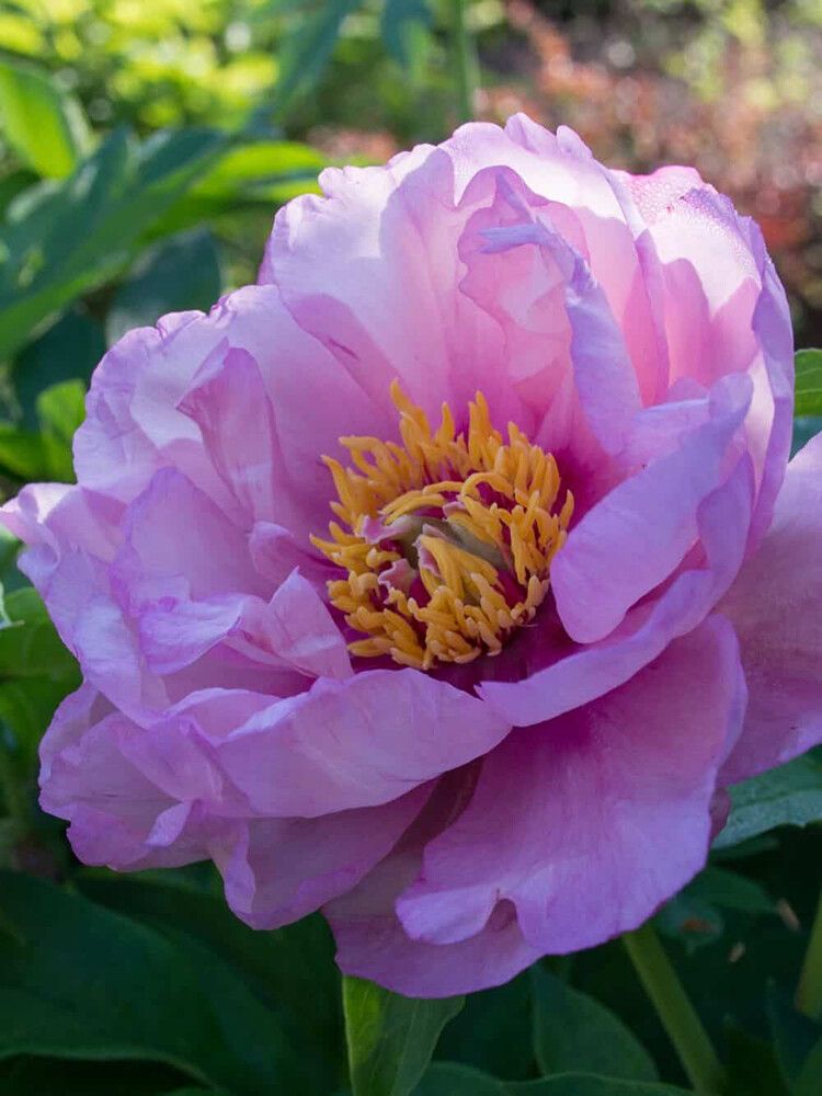 Jalopioni Paeonia Itoh First Arrival C9