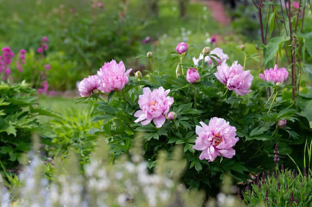 Jalopioni Paeonia Itoh First Arrival C9