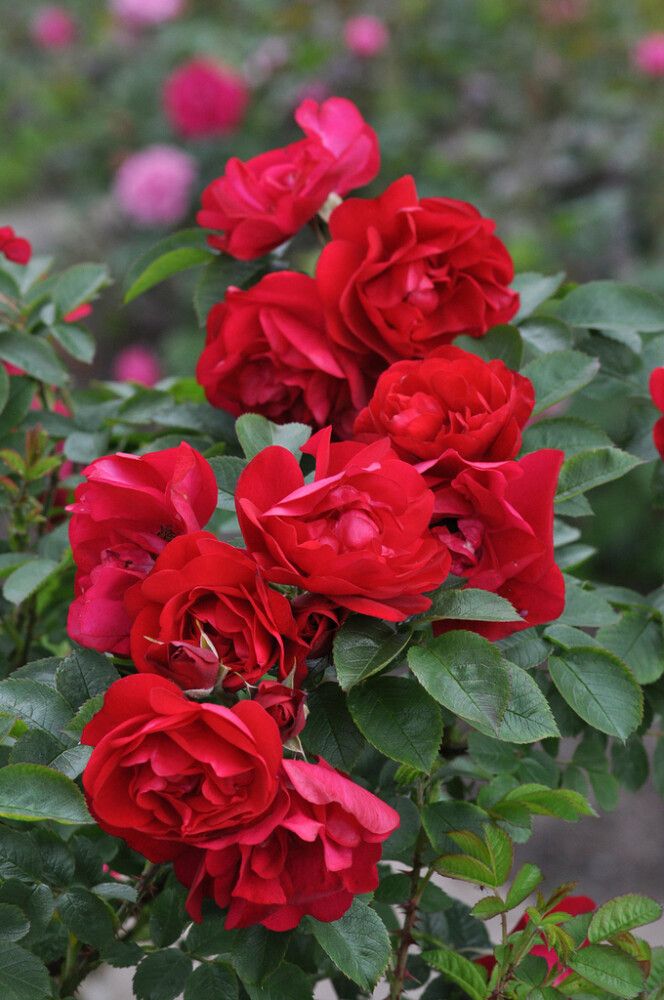 Puistoruusu Rosa Hansaland