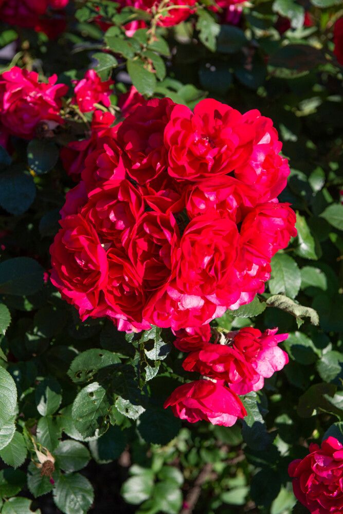 Puistoruusu Rosa Hansaland