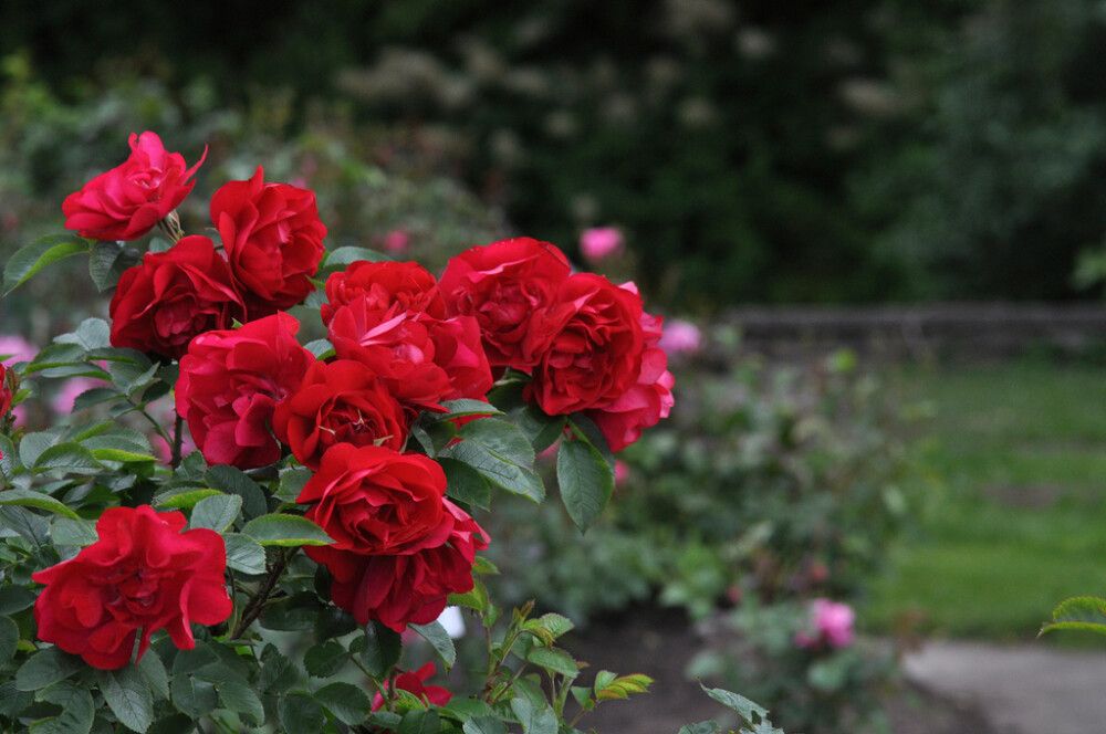 Puistoruusu Rosa Hansaland