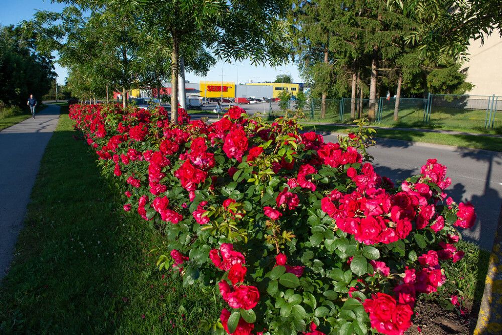 Puistoruusu Rosa Hansaland