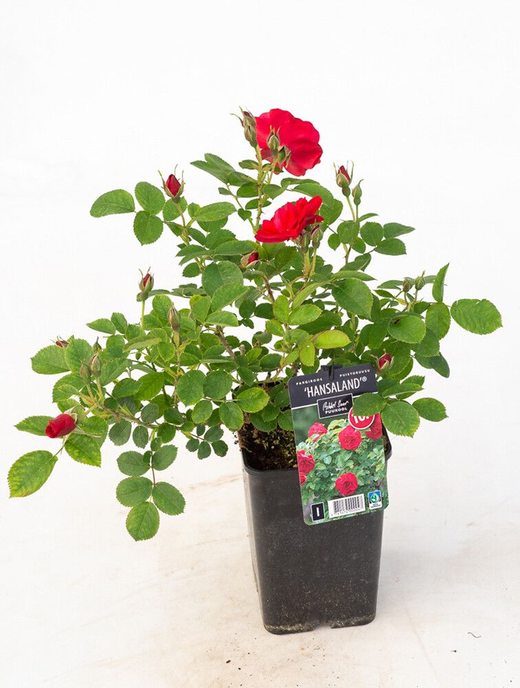 Puistoruusu Rosa Hansaland