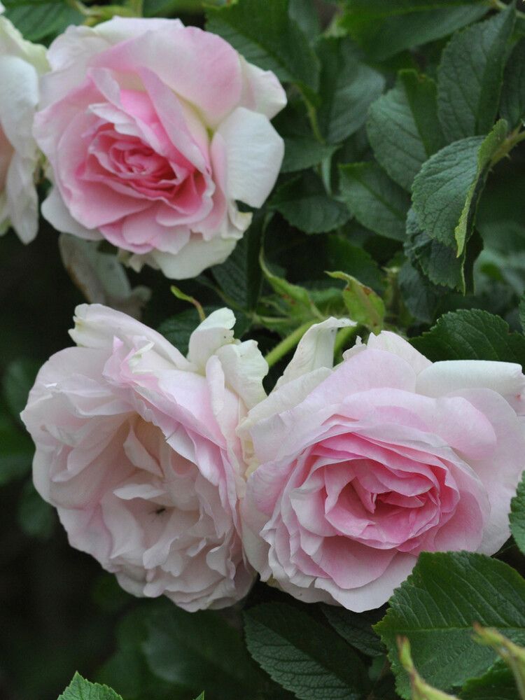 Puistoruusu Ritausma