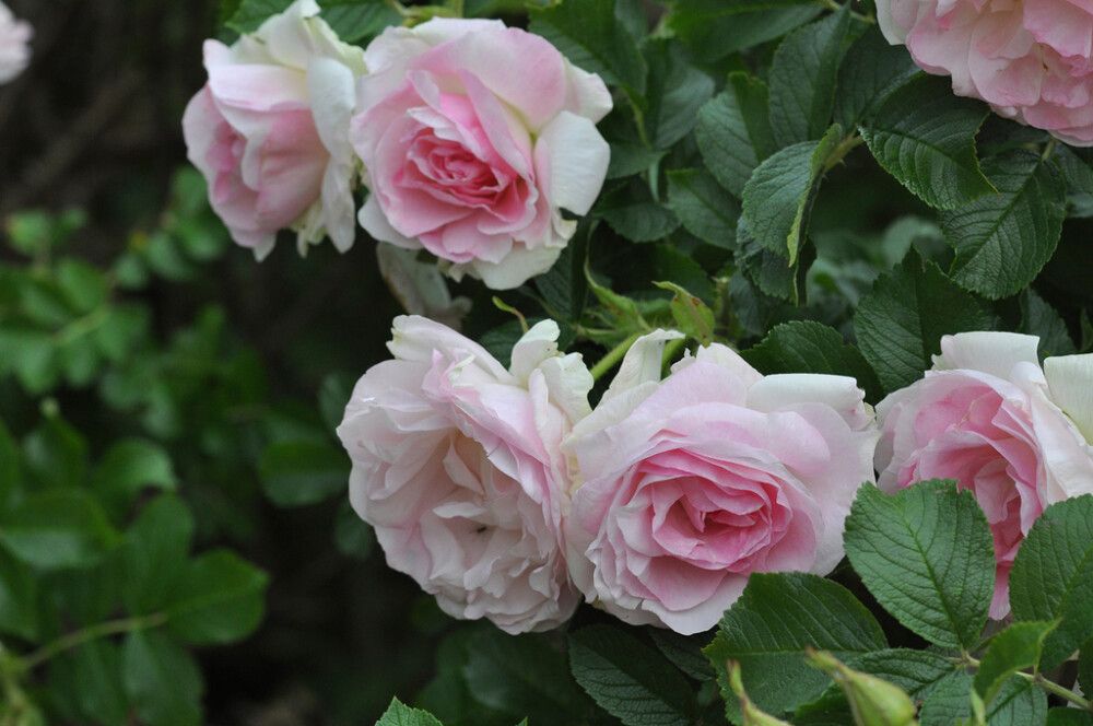 Puistoruusu Ritausma