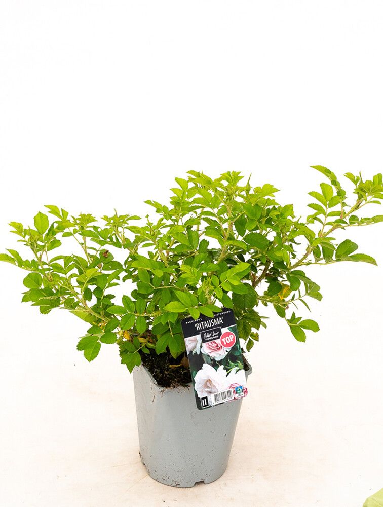 Puistoruusu Ritausma