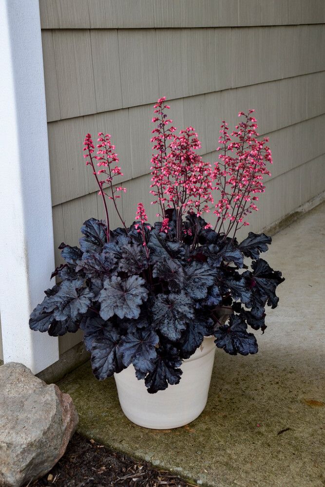 Keijunkukka Mihkel Saar Timeless Night P15