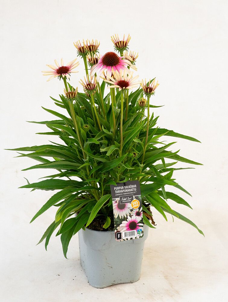 Tarhapunahattu Mihkel Saar Puukool Fountain Pink Eye