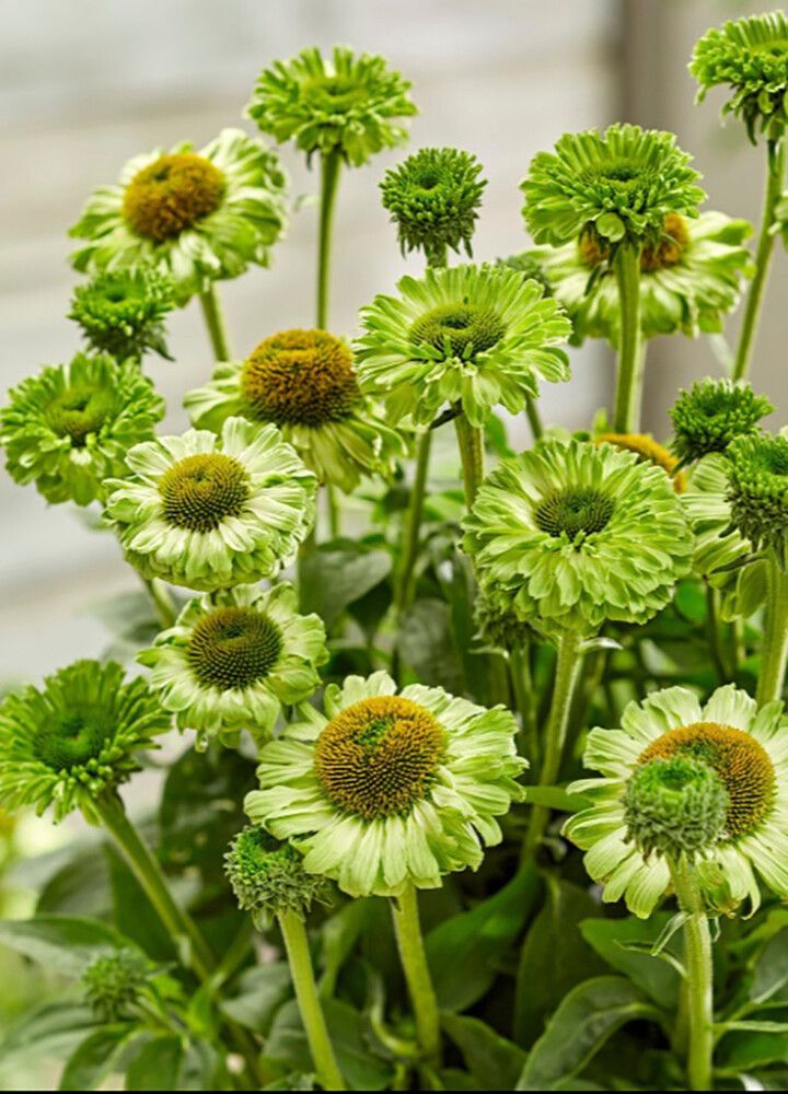 Tarhapunahattu SunSeekers Apple Green