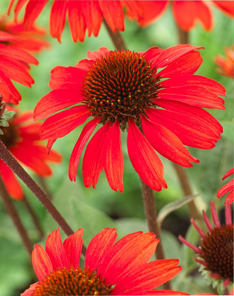 Tarhapunahattu Red Improved