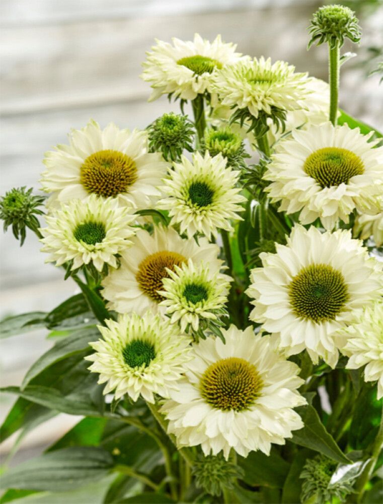 Tarhapunahattu White Perfection