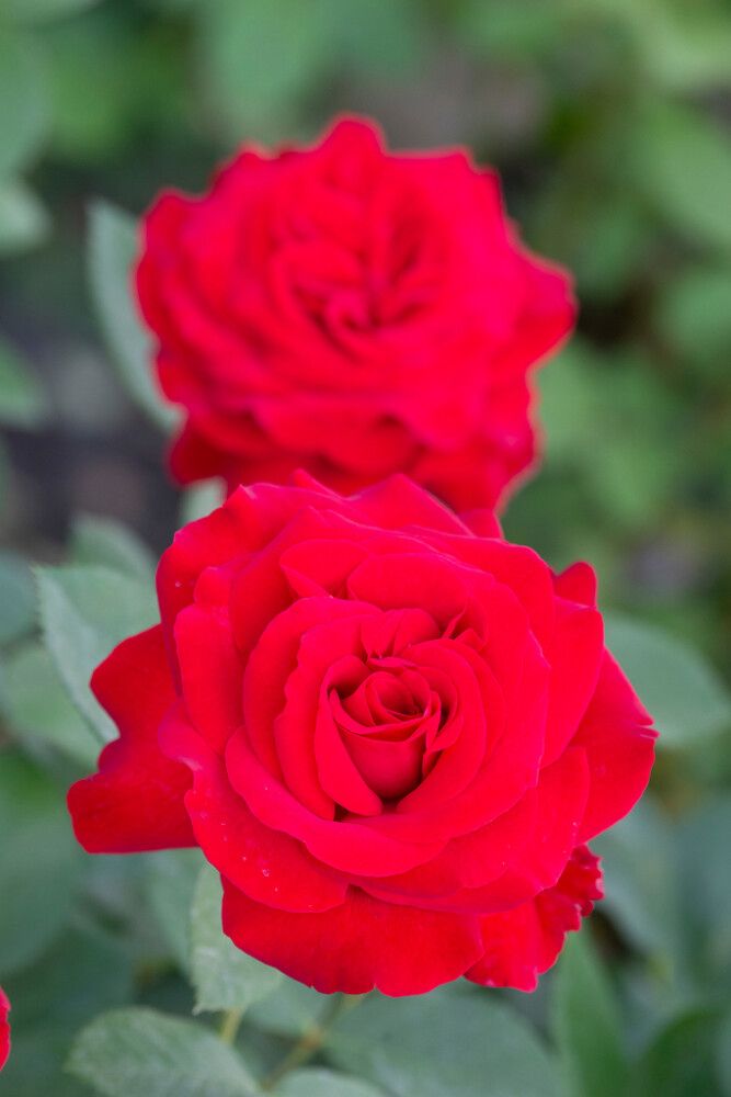 Isokukkainen teehybridi-ruusu Störtebeker