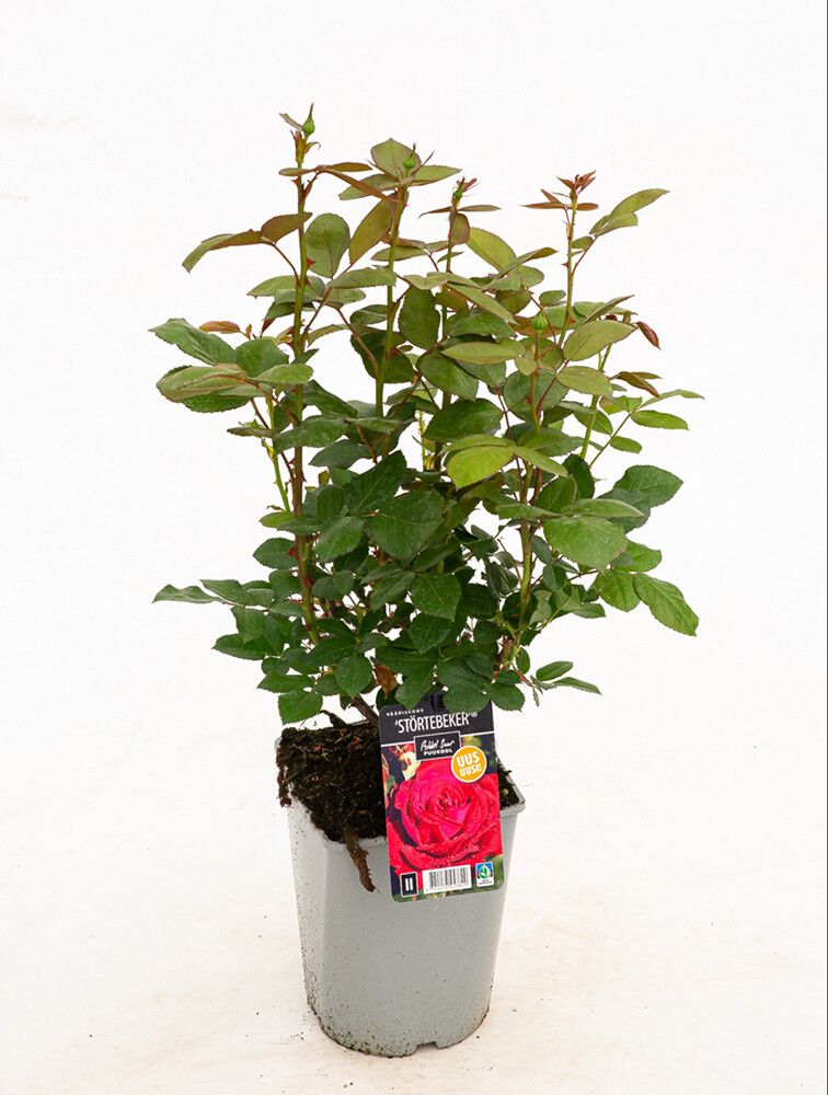 Isokukkainen teehybridi-ruusu Störtebeker