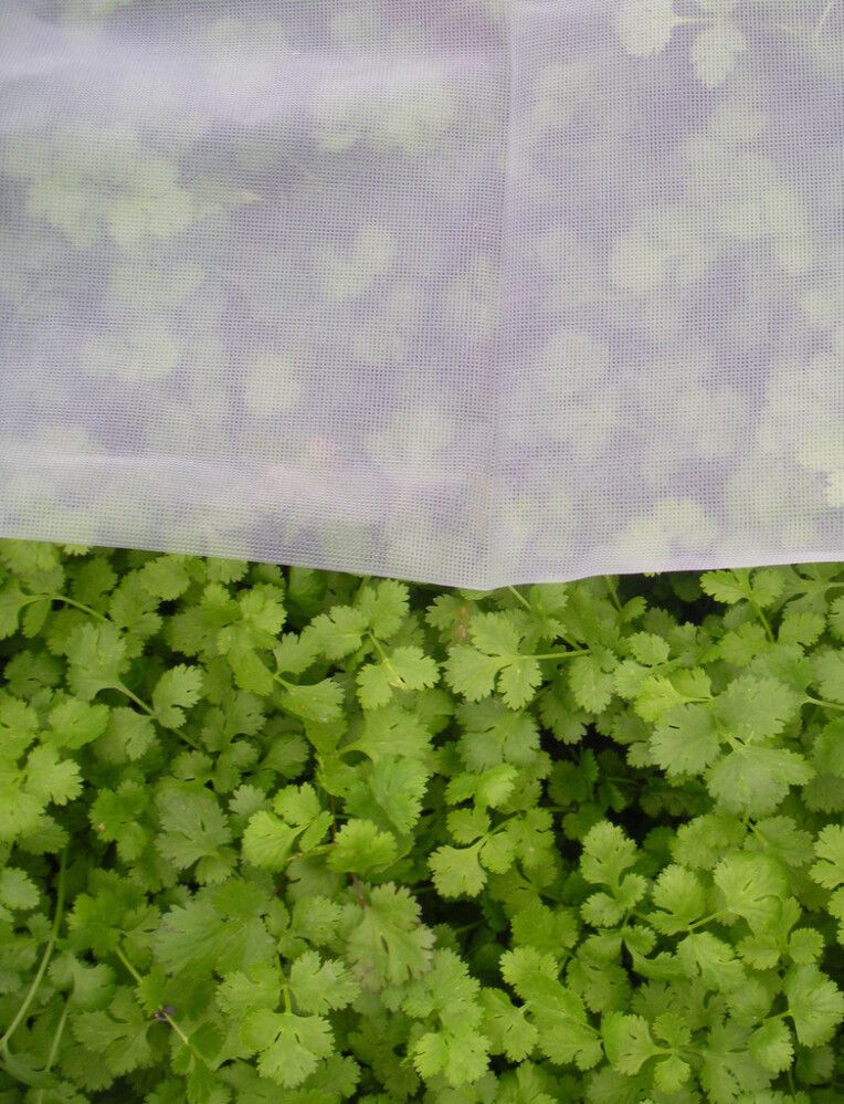 Tuhohyönteisverkko 7 m²