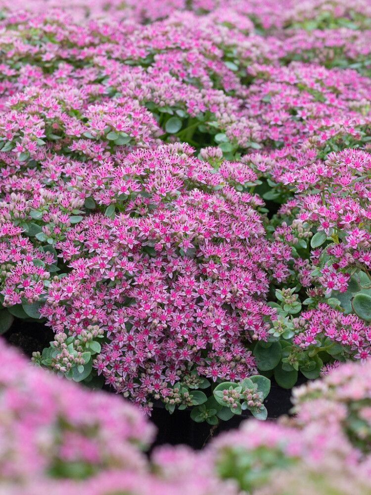 Maksaruoho Mihkel Saar Sunsparkler Lime Zinger C1,4/P15