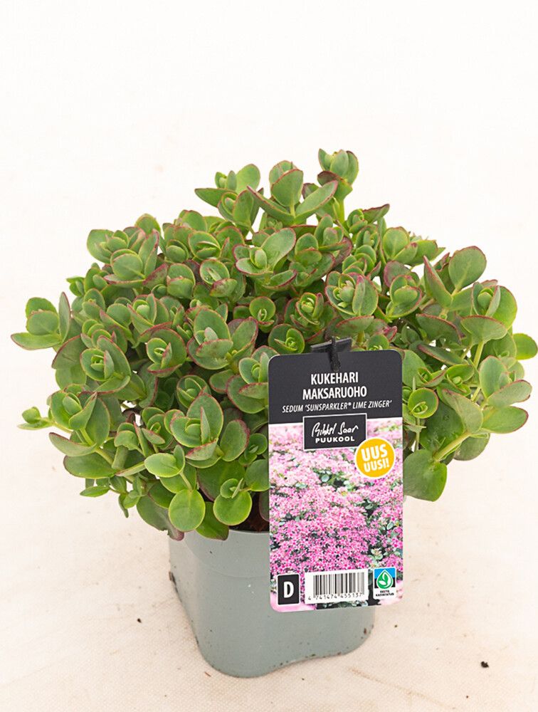 Maksaruoho Mihkel Saar Sunsparkler Lime Zinger C1,4/P15