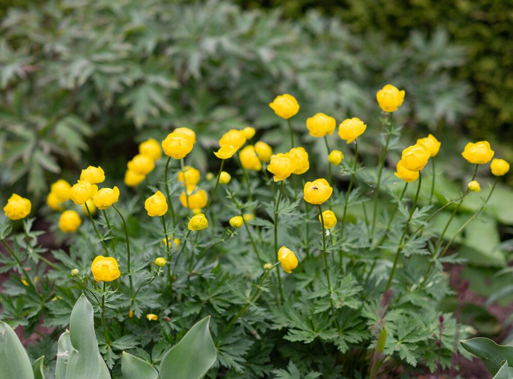 Kullero Mihkel Saar Puukool Lemon Queen C1,4