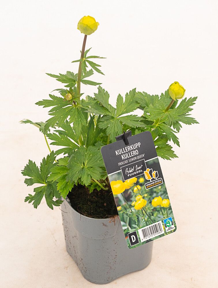 Kullero Mihkel Saar Puukool Lemon Queen C1,4