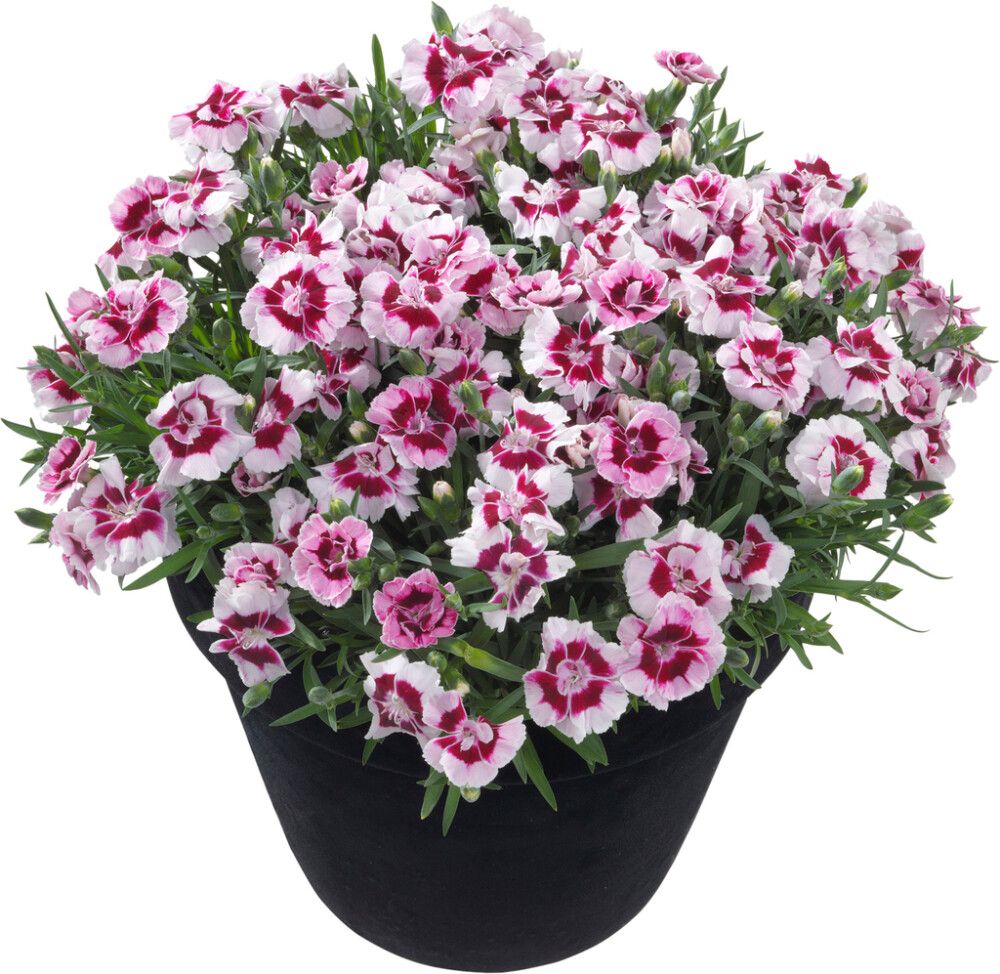 Neilikka Dianthus Keylee
